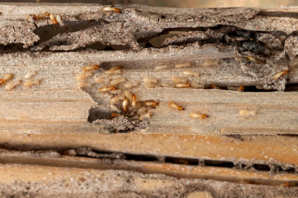 Best Pest Inspection Near Me  in Oakley, KS